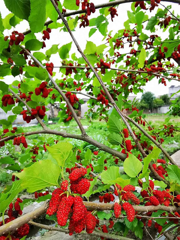 1596075636693017.jpg 1.webp.jpg