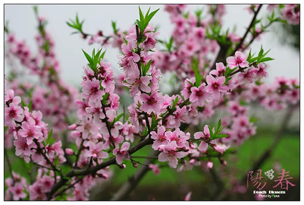 1596076311770762.jpg 2.webp.jpg